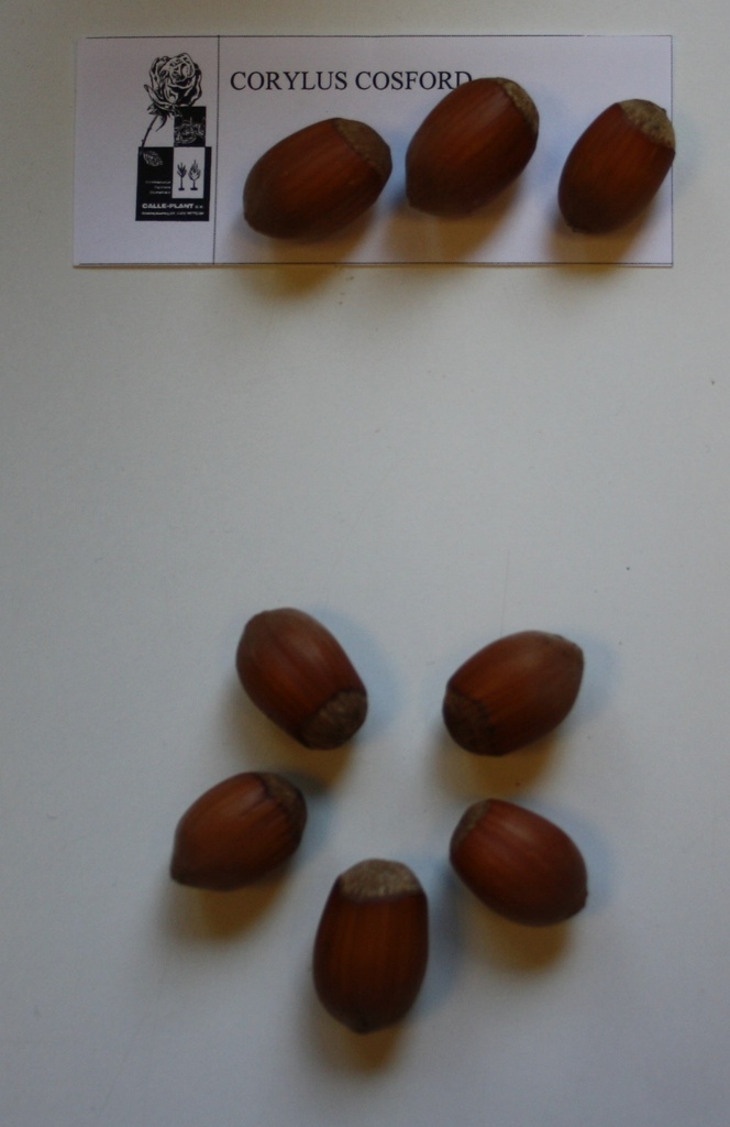 [CCOS21] HAZELAAR 'COSFORD' (Blote wortel, 30-60 cm, -1/1 (verplante aflegger))