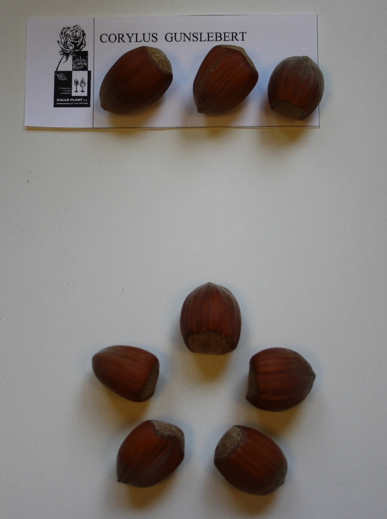 [CGU21] HAZELAAR 'GUNSLEBERT' (Blote wortel, 30-60 cm, -1/1 (verplante aflegger))