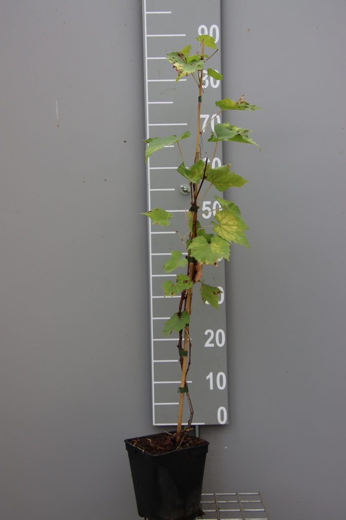 DRUIF 'BLANC DE VEZIN'