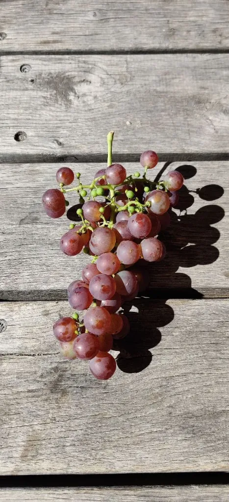 [DRCRO] RAISIN 'CHASSELAS ROSÉ'