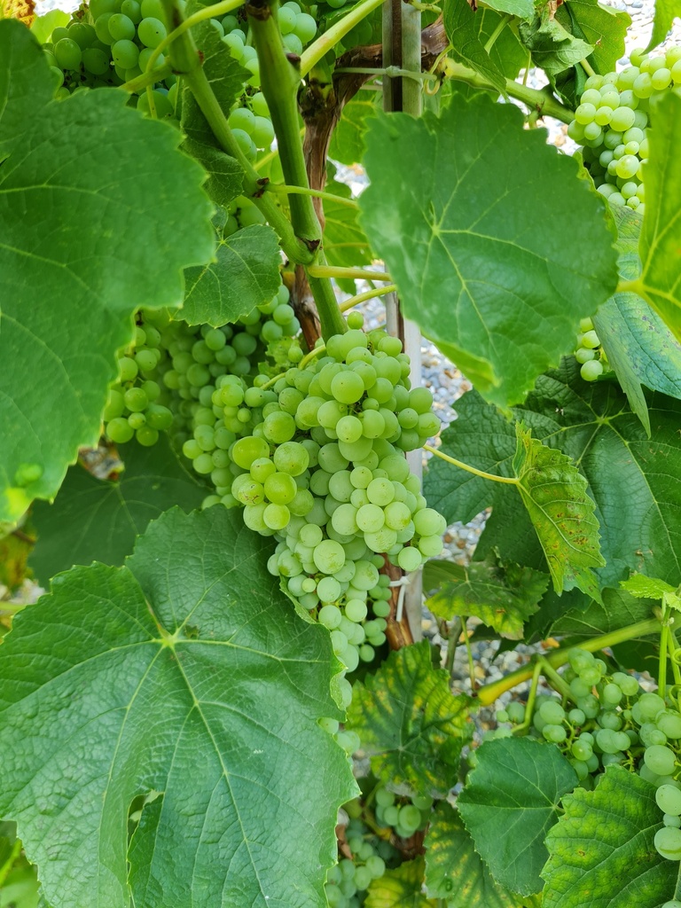 [DRLA] VIGNE 'LAKEMONT'