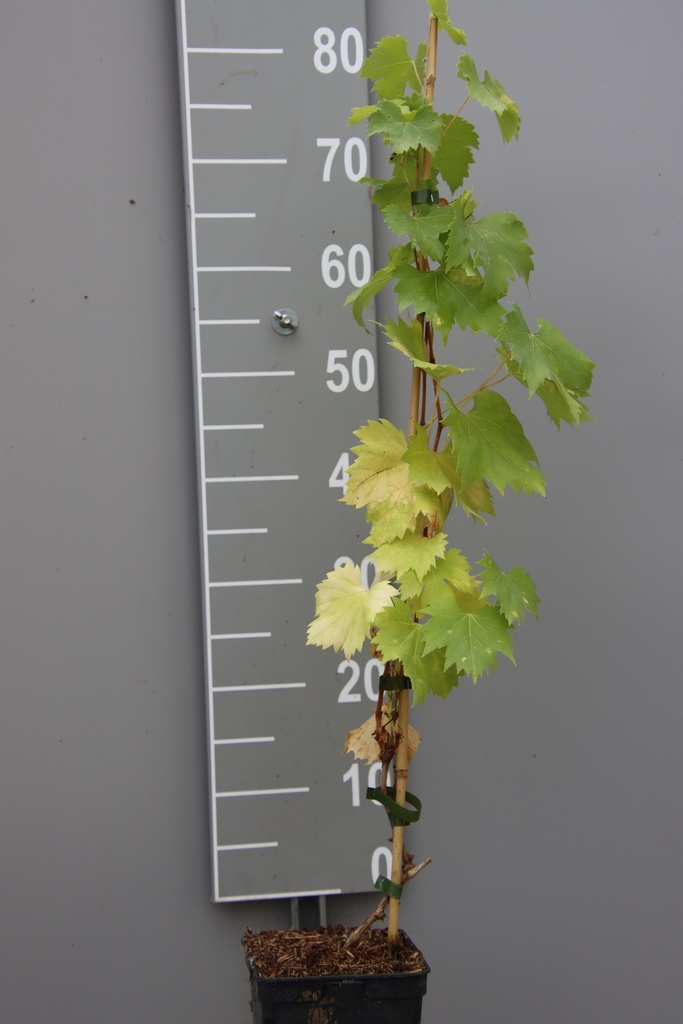 DRUIF 'PALATINA'