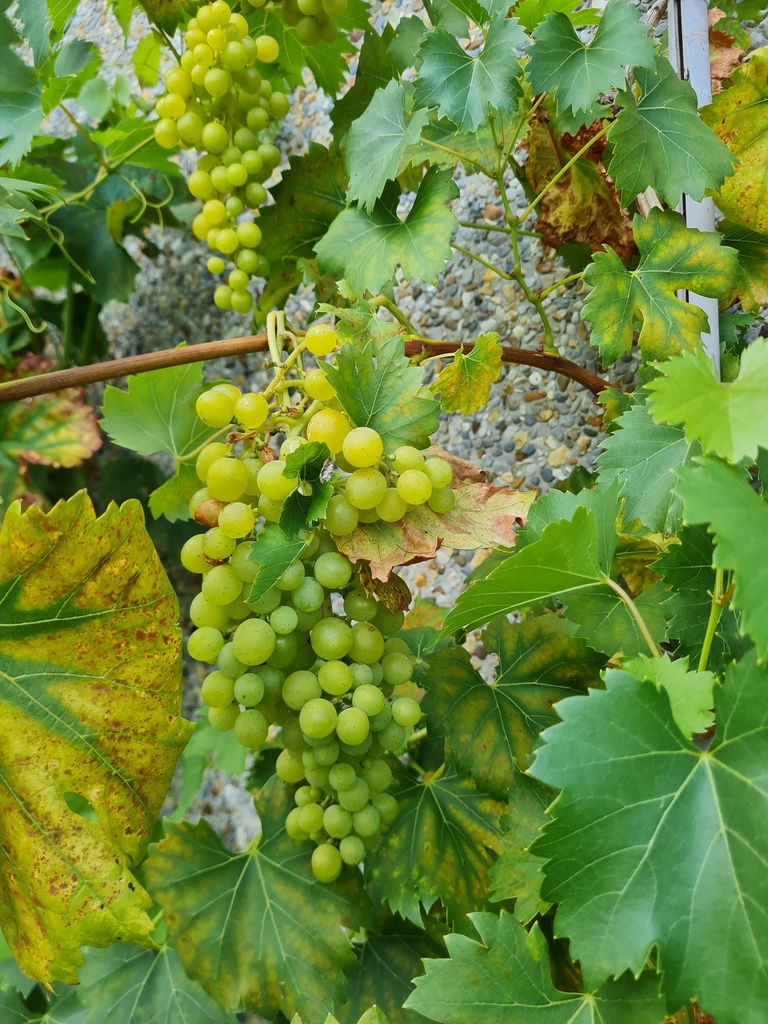 [DRPA3] RAISIN 'PALATINA' (Pot carré 2 litres, 80-100 cm)