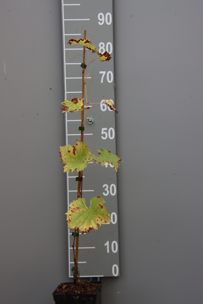RAISIN 'REGENT'