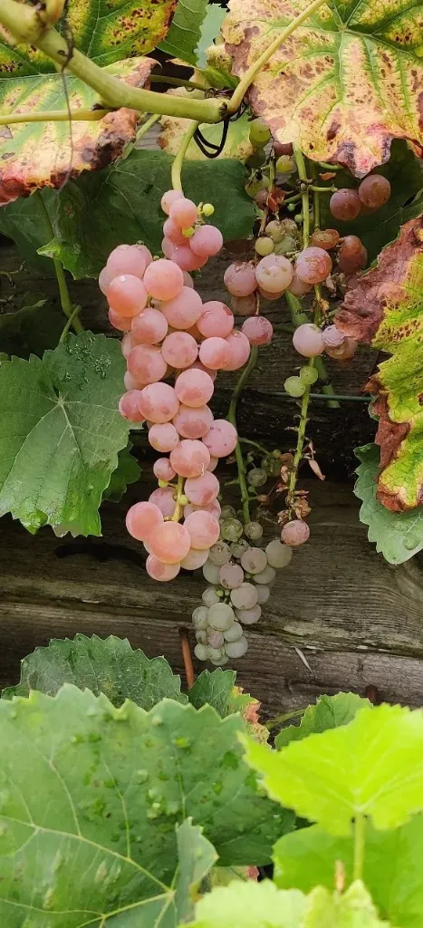 [DRSRE] DRUIF 'SUFFOLK RED' (Vierkante pot 2 liter, 80-100 cm)