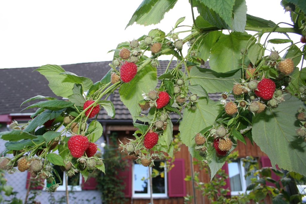 FRAMBOISER 'AUTUMN FIRST ' (R)