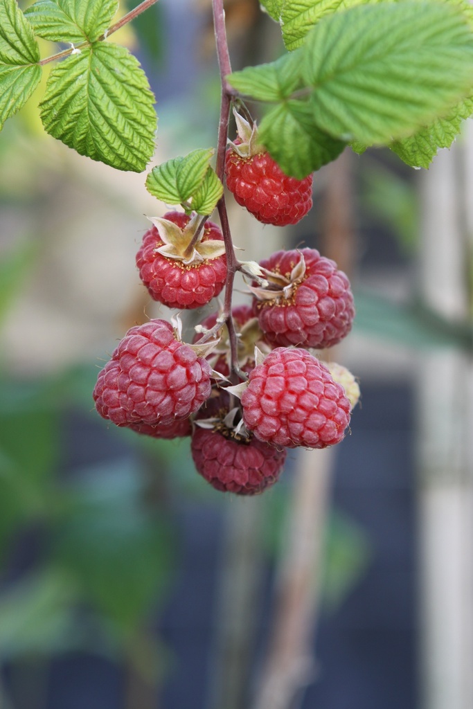 [FRGAM] FRAMBOISER 'GLEN AMPLE' (Racines nues, 40-60 cm)