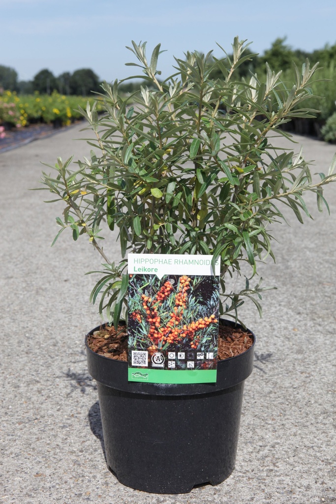 [HRLE3] HIPPOPHAE RHAMNOIDES LEIKORA