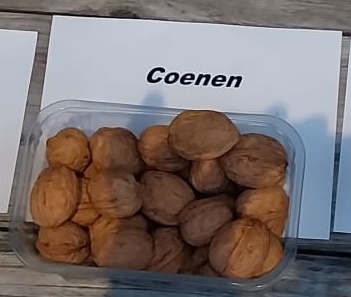 OKKERNOOT 'COENEN' HOOGSTAM