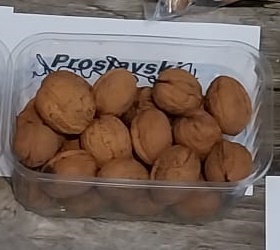 [JRPRH6] OKKERNOOT 'PROSLAVSKI' HAUT-TIGE (6-8 cm)