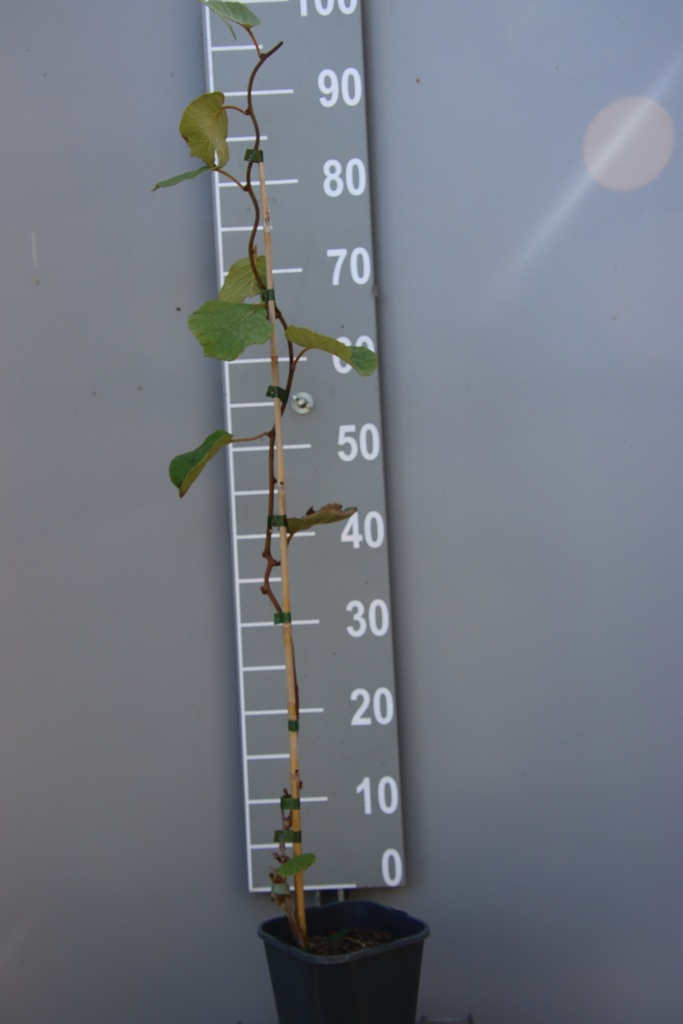 [ACMA] KIWI 'ATLAS' (Pot carré 2 litres, 80-100 cm)