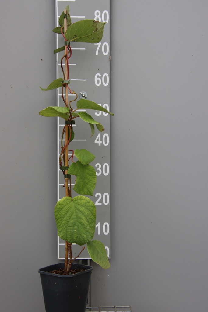 [ACVR] KIWI 'HAYWARD' (Pot carré 2 litres, 80-100 cm)