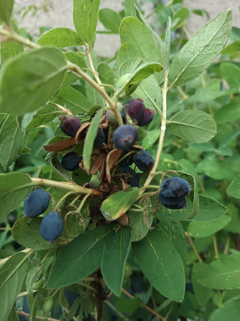 HONINGBES BLUE VELVET