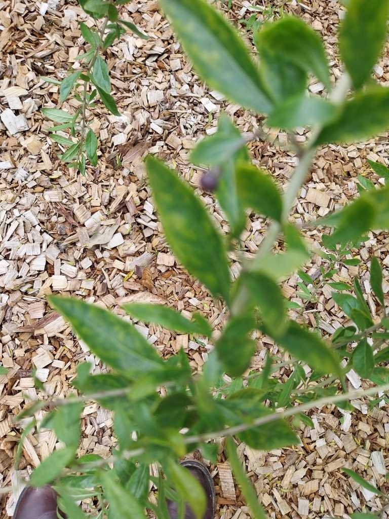 [LBA3] LYCIUM BARBARUM (Pot carré 2 litres, 80-100 cm)