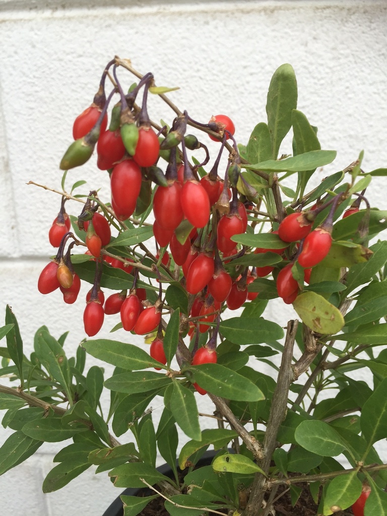 [LBLGO3] LYCIUM BARBARUM 'LITTLE GOJI'