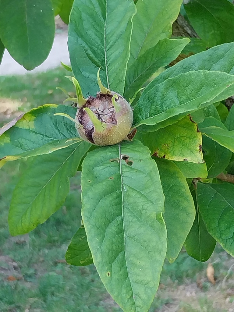 [MGE2] MESPILUS GERMANICA LAAGSTAM