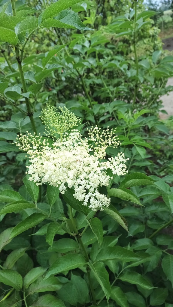 [SNHA3] SAMBUCUS NIGRA HASCHBERG