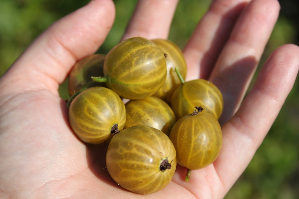 [STGOC] STEKELBES GOLDLING (R)