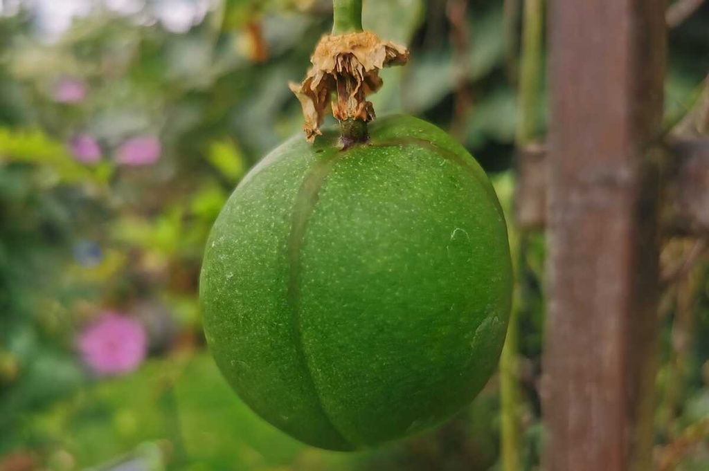 [PCEPO3] PASSIFLORA COOLTROPICS (R) EIA POPEIA (R) (Pot 2 liter)