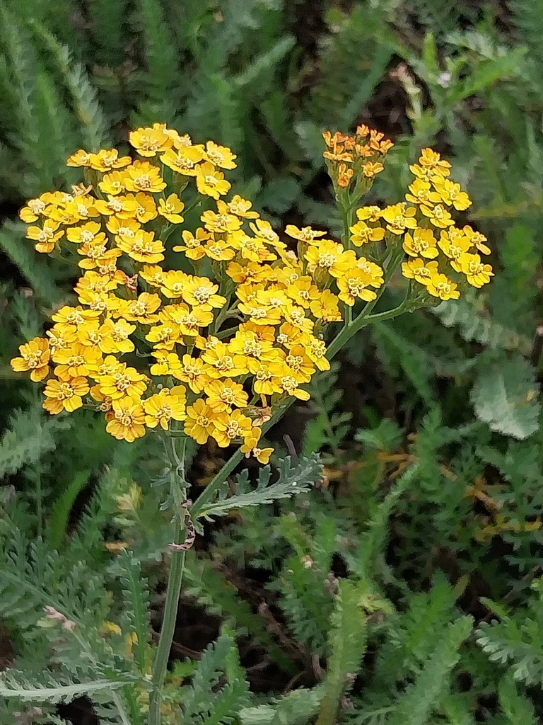 [ACHHTE] ACHILLEA HYBRIDE 'TERRACOTTA'