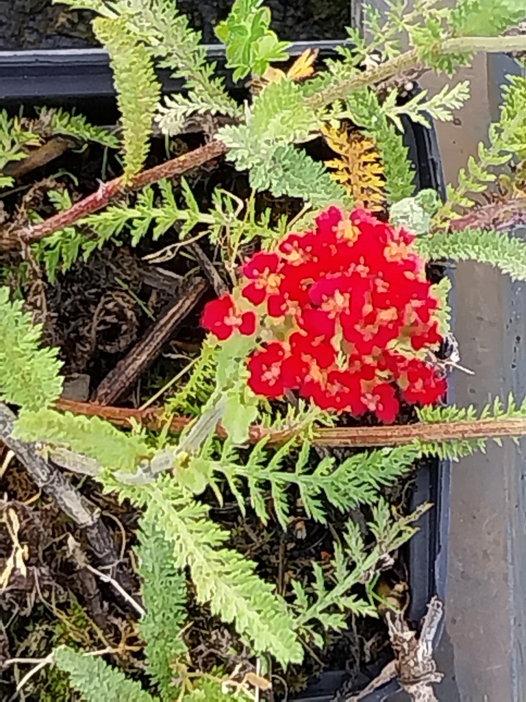 [ACHMCQ] ACHILLEA MILLEFOLIUM 'CERISE QUEEN' (Pot 9 cm)