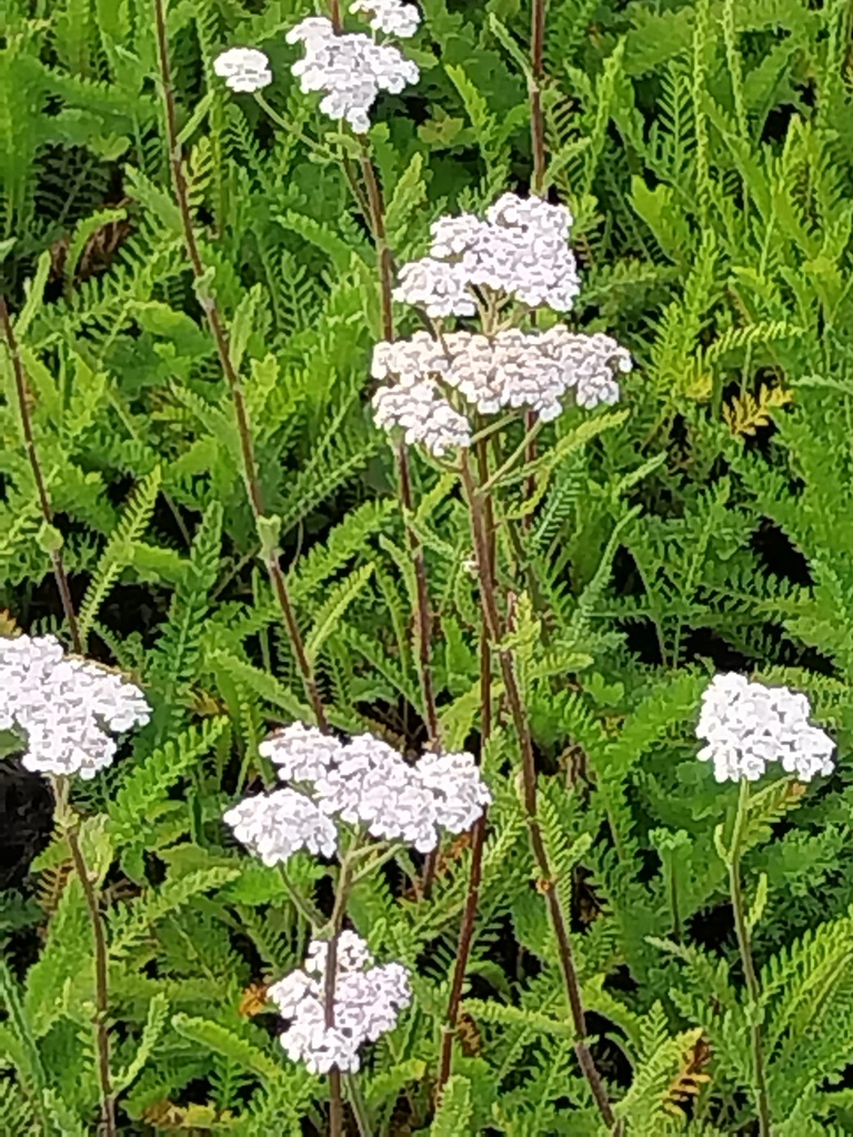 [ACHMWBEAU] ACHILLEA MILLEFOLIUM 'WHITE BEAUTY'