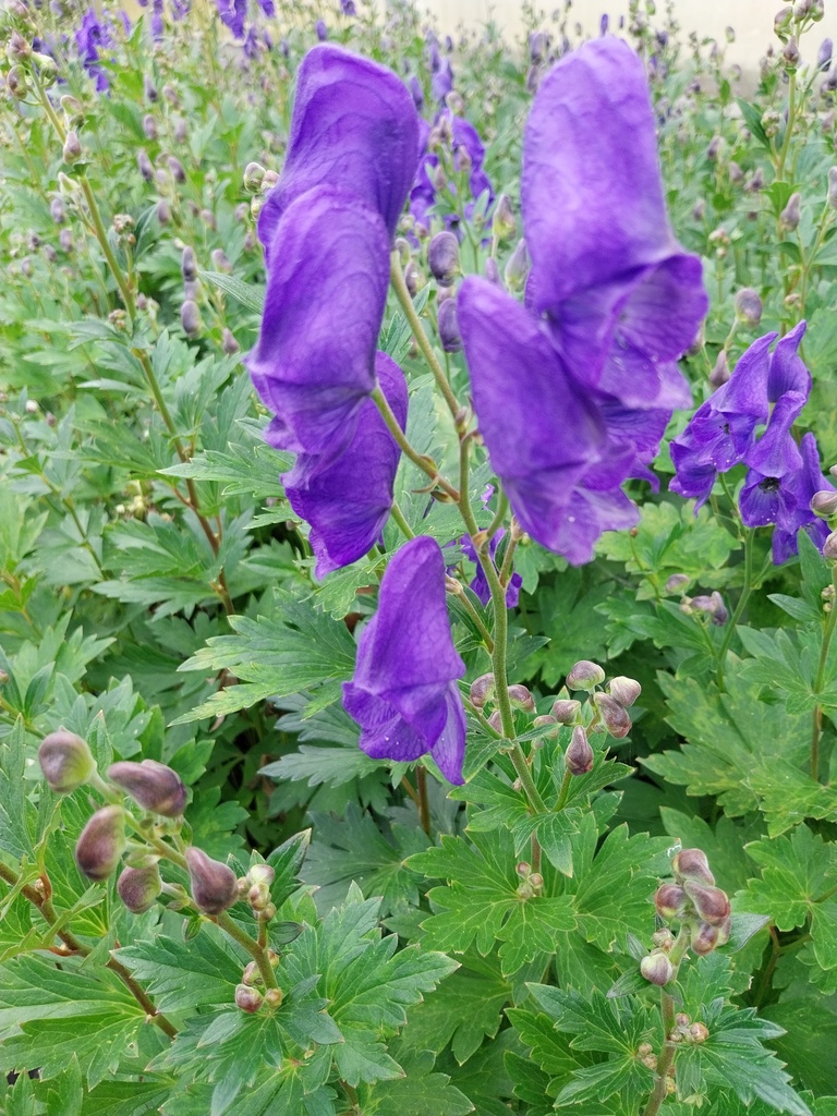 [ACOCAR] ACONITUM CARMICHAELII 'ARENDSII'