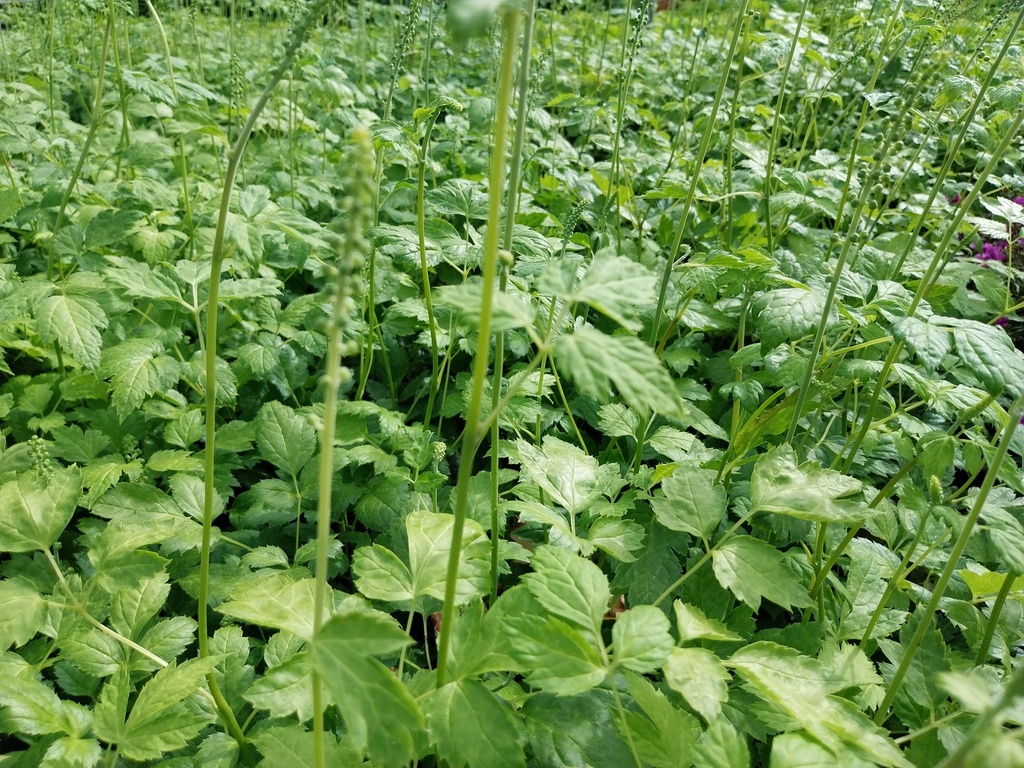 [ACTSWP] ACTAEA SIMPLEX 'WHITE PEARL'