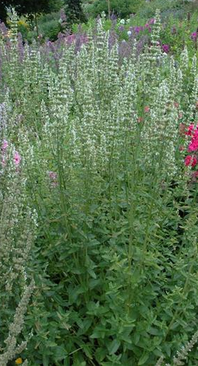 [AGARAL] AGASTACHE RUGOSA 'ALABASTER'