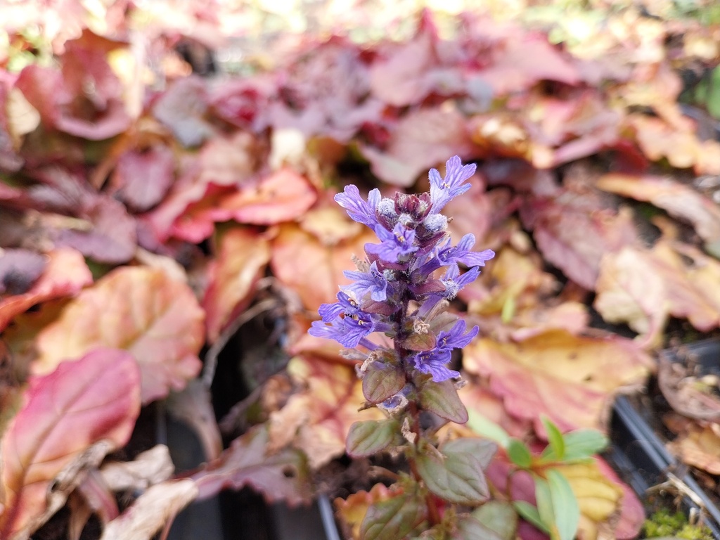 [AJURAT] AJUGA REPTANS 'ATROPURPUREA'