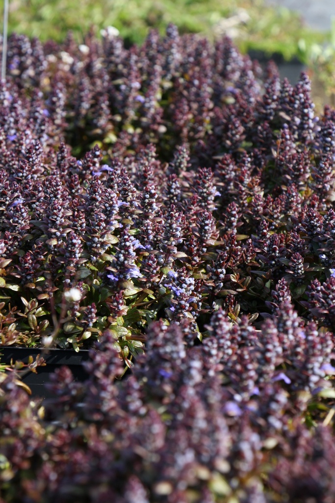 [AJURCCHIP] AJUGA REPTANS 'CHOCOLATE CHIPS'