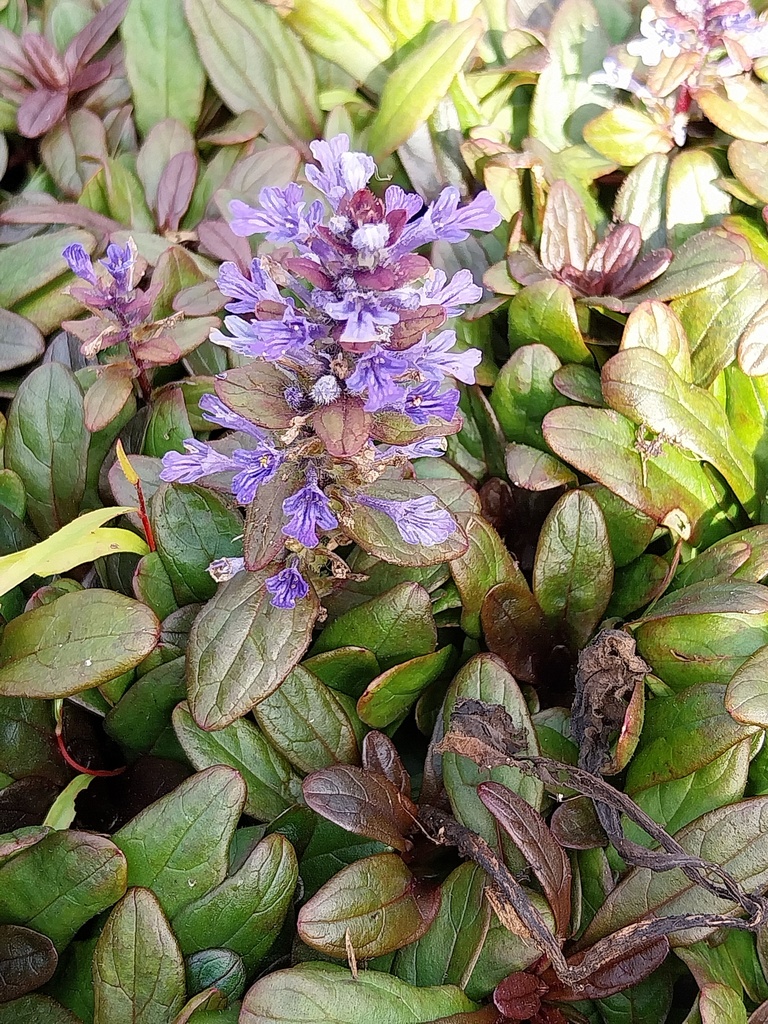 [AJUTVA] AJUGA TENORII 'VALFREDDA' (CHOCOLATA CHIP)