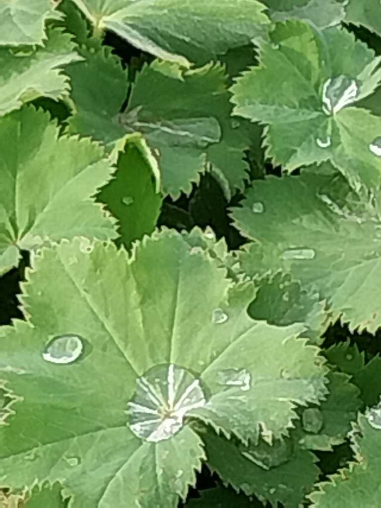 [ALCMOL09] ALCHEMILLA 'MOLLIS'