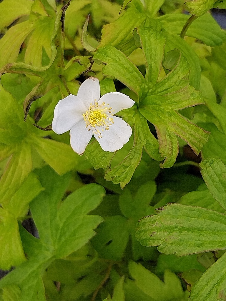 [ANECAN] ANEMONE CANADENSIS