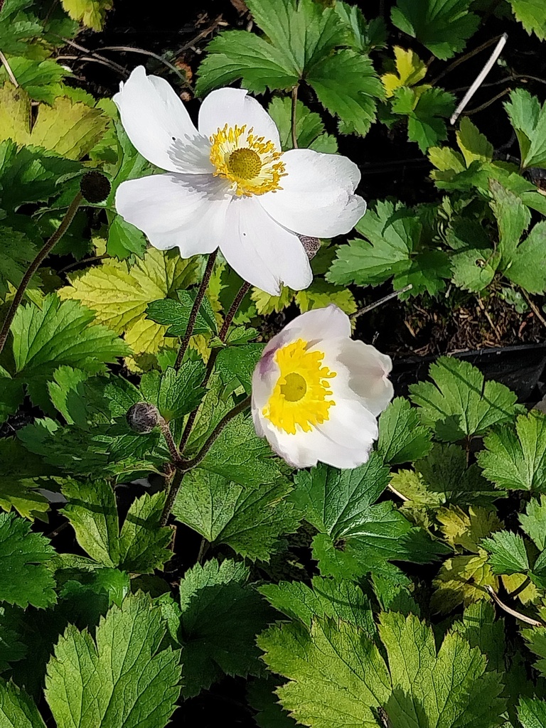 [ANEHES] ANEMONE HYBRIDA 'ELFIN SWAN'