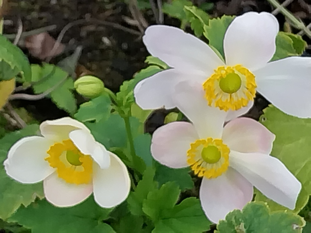 [ANEHPL] ANEMONE HUPEHENSIS 'PRETTY LADY MARIA'