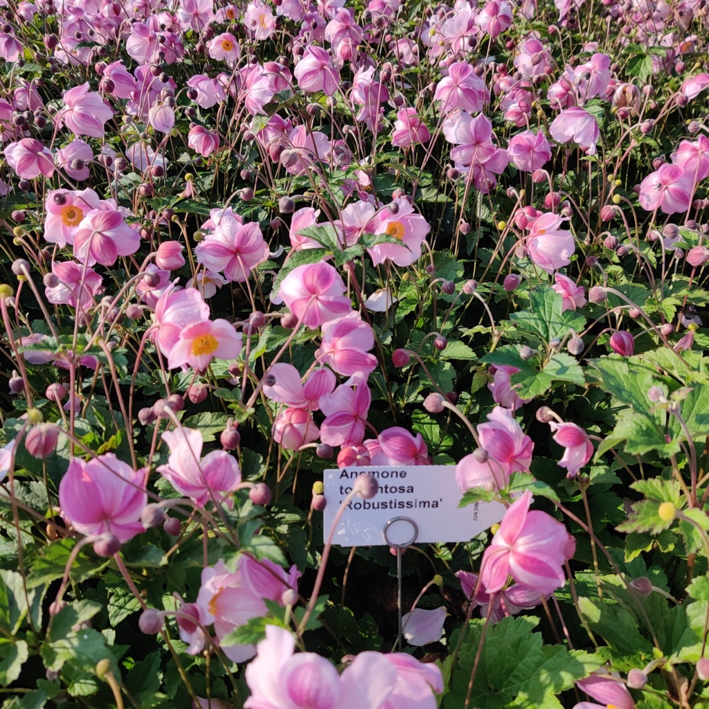 [ANETRO] ANEMONE TOMENTOSA 'ROBUSTISSIMA'
