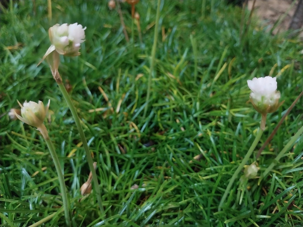 [ARMMAWHIT] ARMERIA MARITIMA 'ABBEY WHITE'