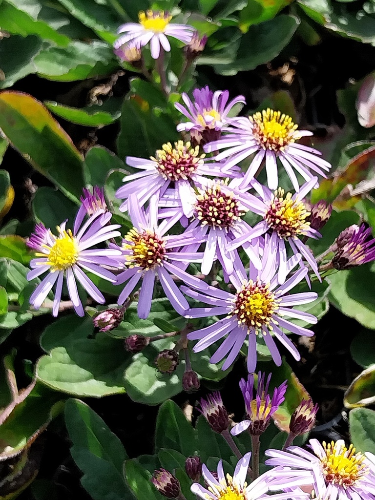 [ASTAAN] ASTER AGERATOIDES 'ADUSTUS NANUS' (Pot 9 cm)