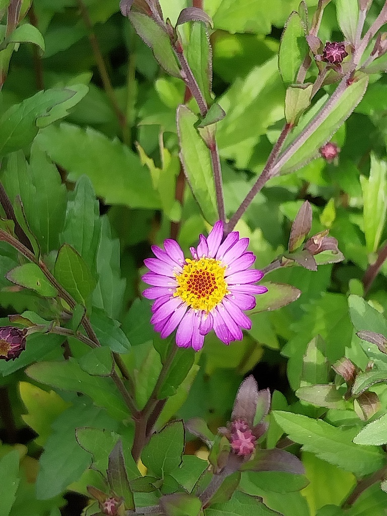 [ASTAEM] ASTER AGERATOIDES 'EZO MURAZAKI' (Pot 9 cm)