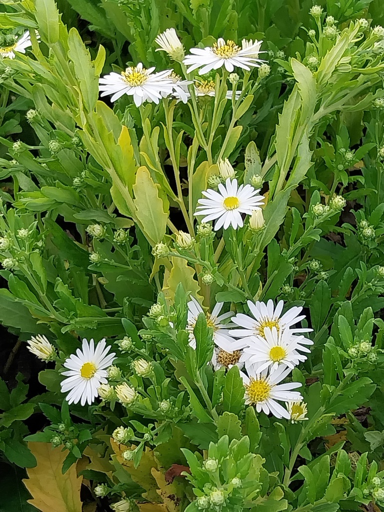[ASTASH] ASTER AGERATOIDES 'ASHVI'