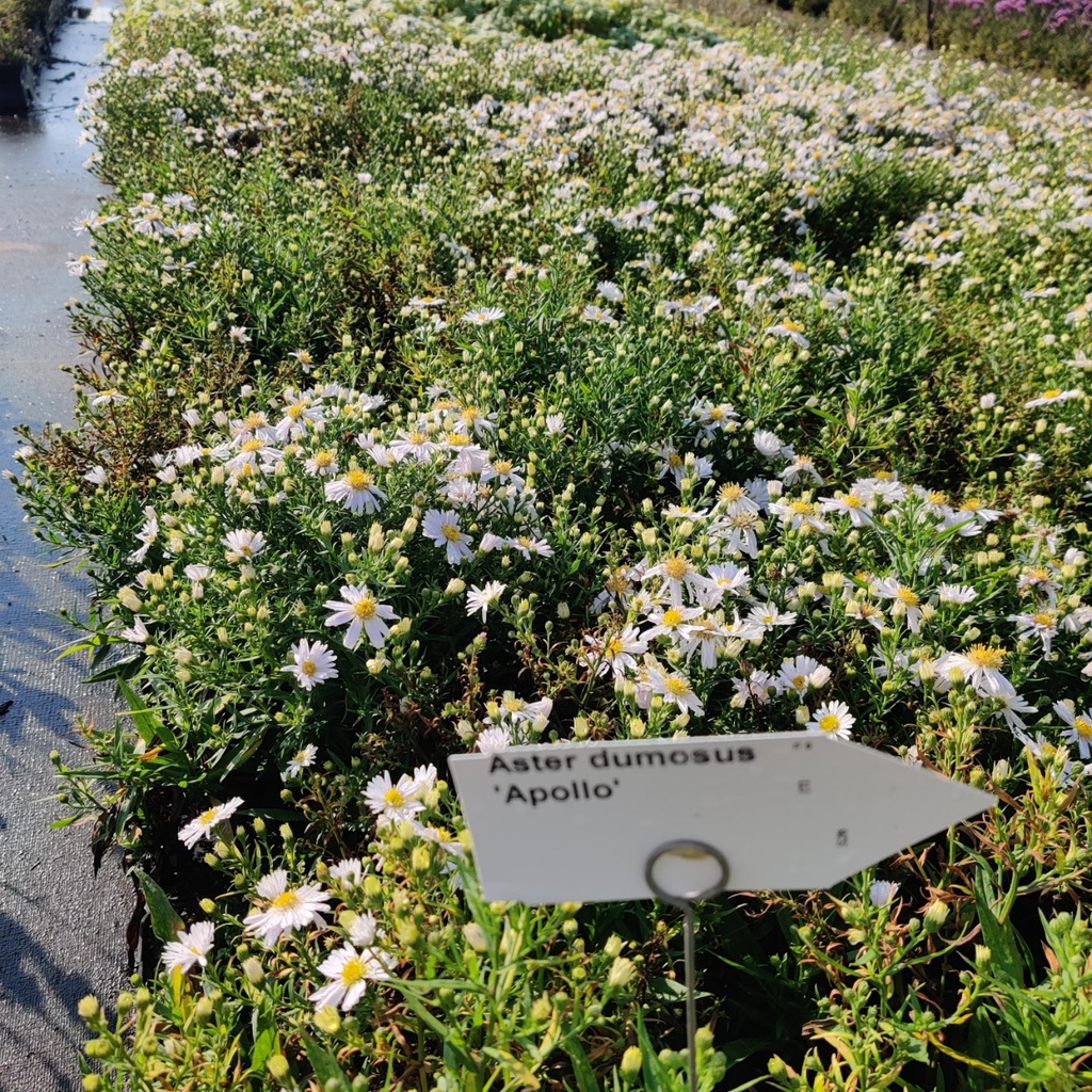 [ASTDAPOLL] ASTER DUMOSUS 'APOLLO'