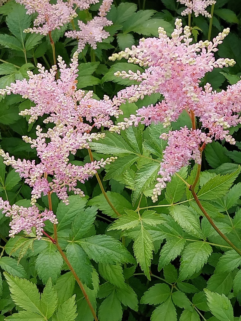 [ASTJEU] ASTILBE JAPONICA 'EUROPA'