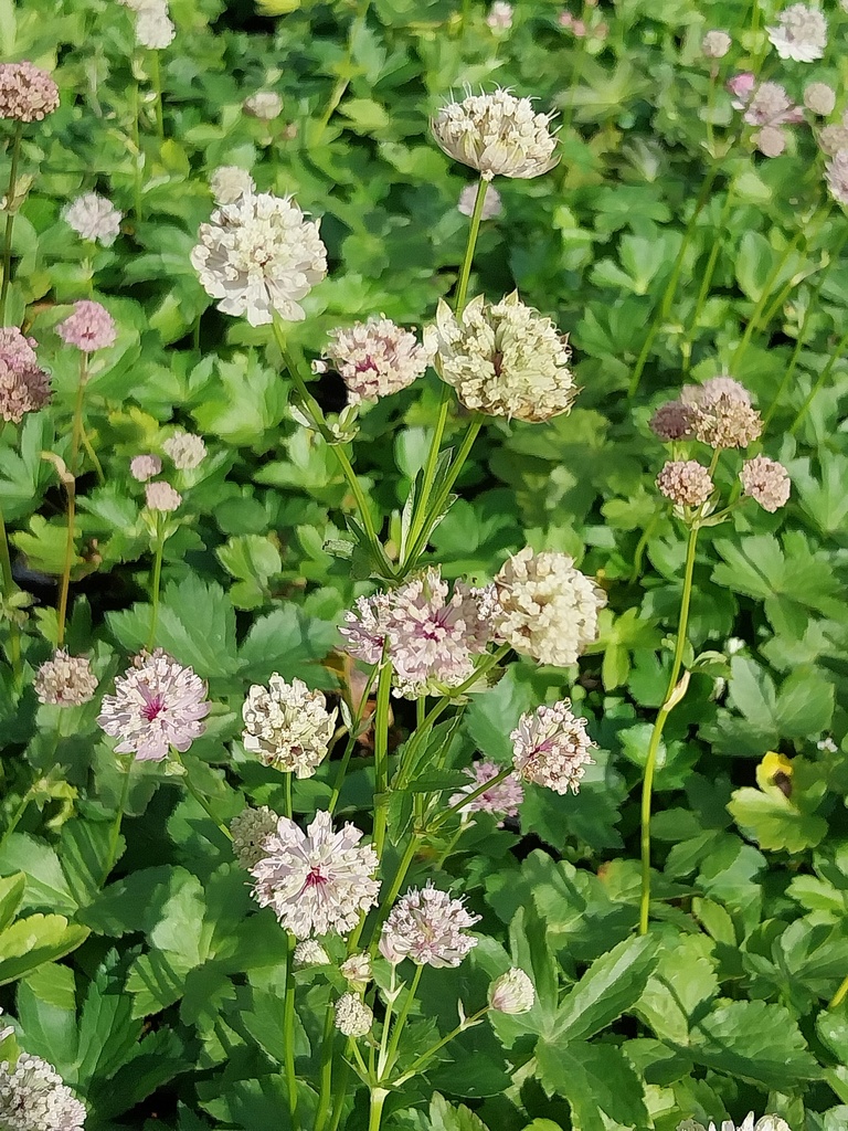 ASTRANTIA MAJOR