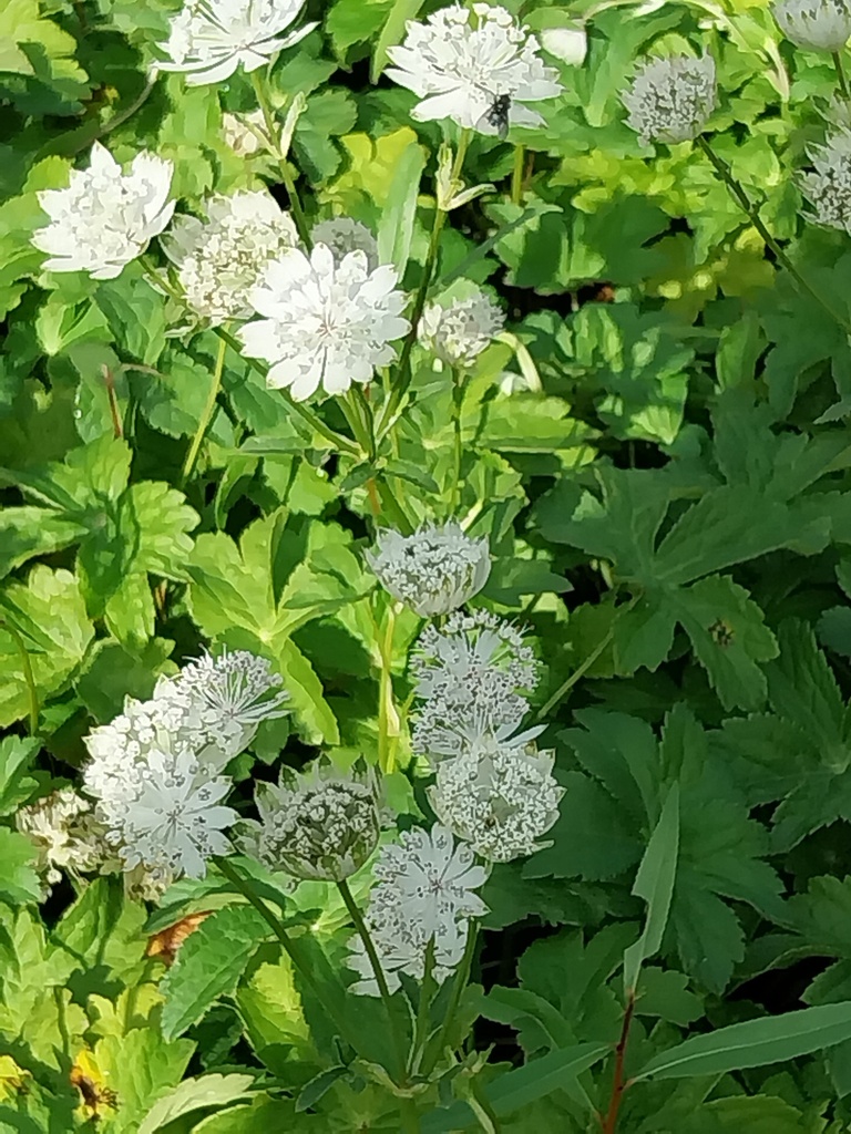 [ASTMSU] ASTRANTIA MAJOR 'SUPERSTAR' (WHITE GIANT)