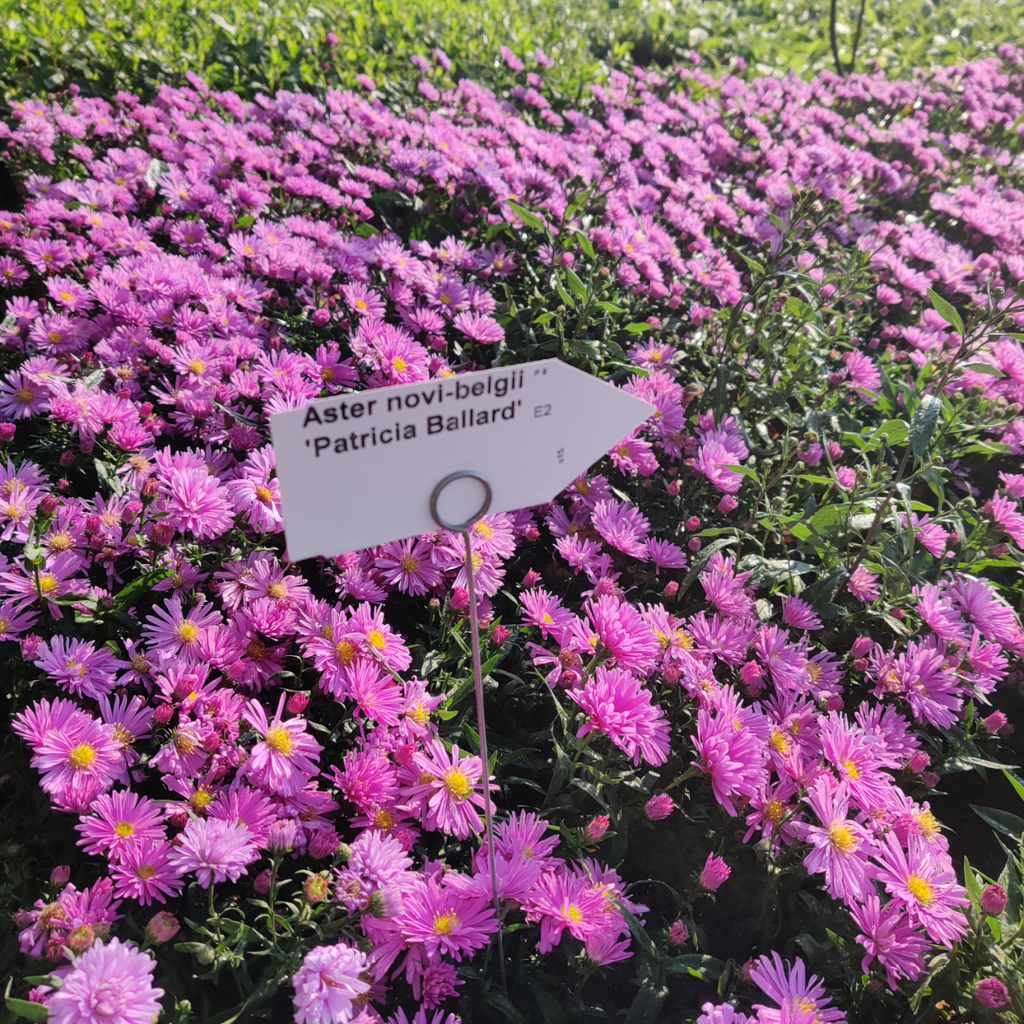 [ASTNPB] ASTER NOVI-BELGII 'PATRICIA BALLARD'