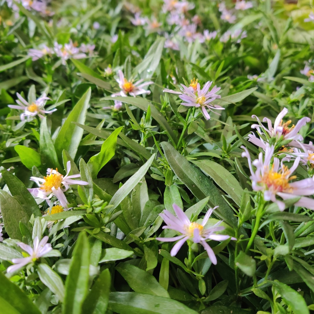 [ASTVAL] ASTER VERSICOLOR 'ALTWEIBERSOMMER'