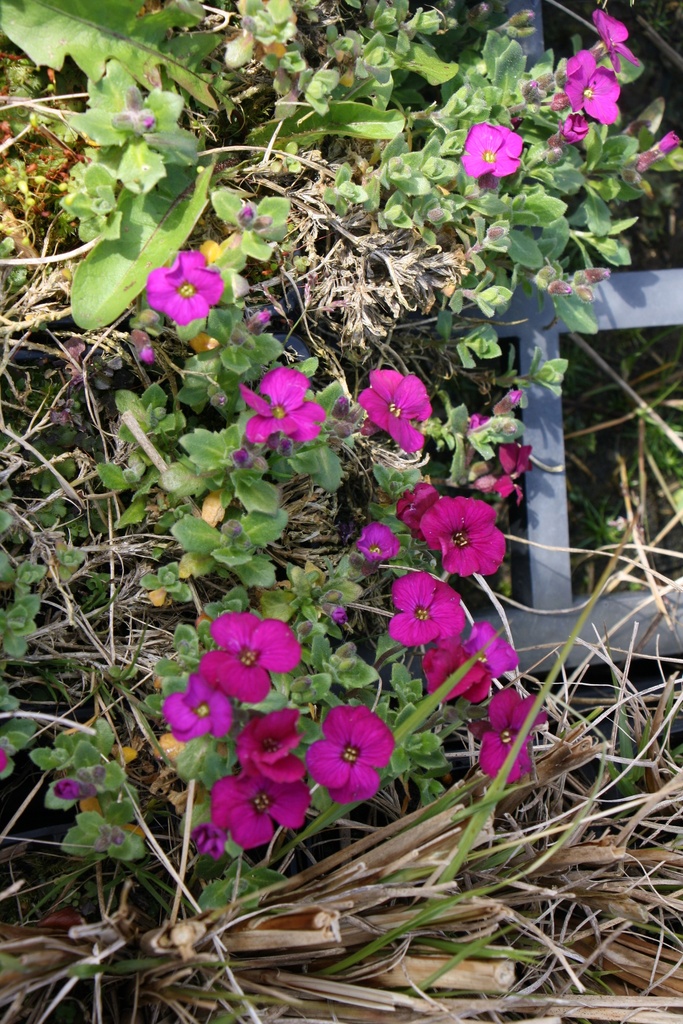 [AUBHCR] AUBRIETA HYBRIDE 'CASCADE RED'