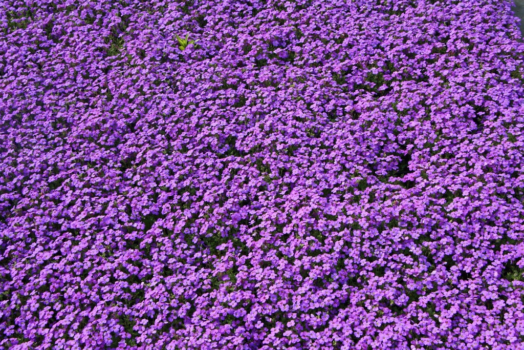[AUBHHS] AUBRIETA HYBRIDE 'HAMBURGER STADTPARK'