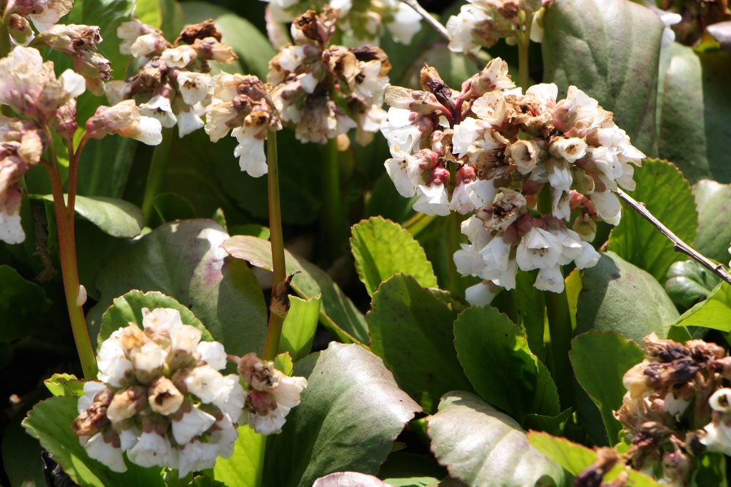 [BERCSNOWT] BERGENIA HYBRIDE 'SNOWTIME'